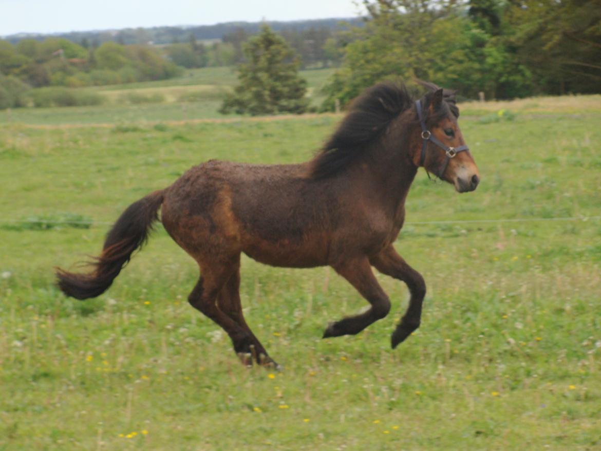 Islænder Djass fra Østervang - Hos ny ejer, 2 år gammel billede 14