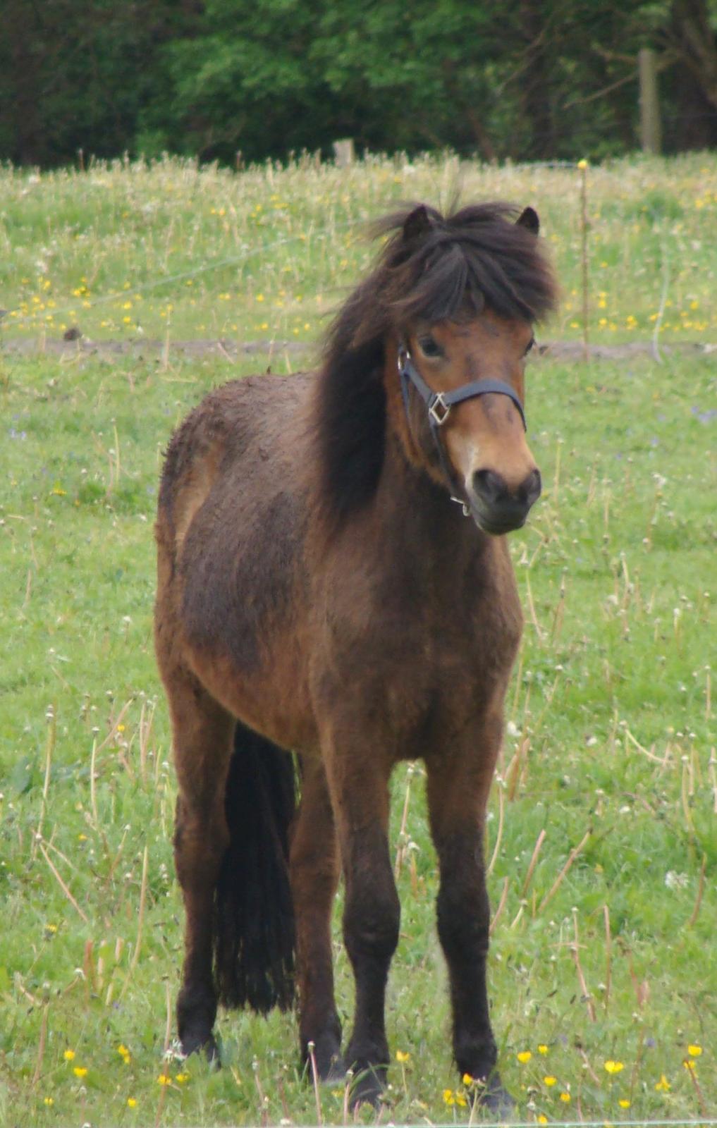 Islænder Djass fra Østervang - Hos ny ejer, 2 år gammel billede 21