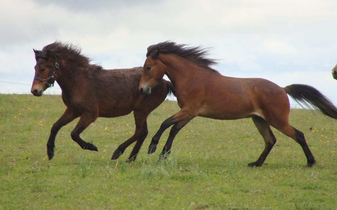 Islænder Djass fra Østervang - Hos ny ejer, 2 år gammel billede 3