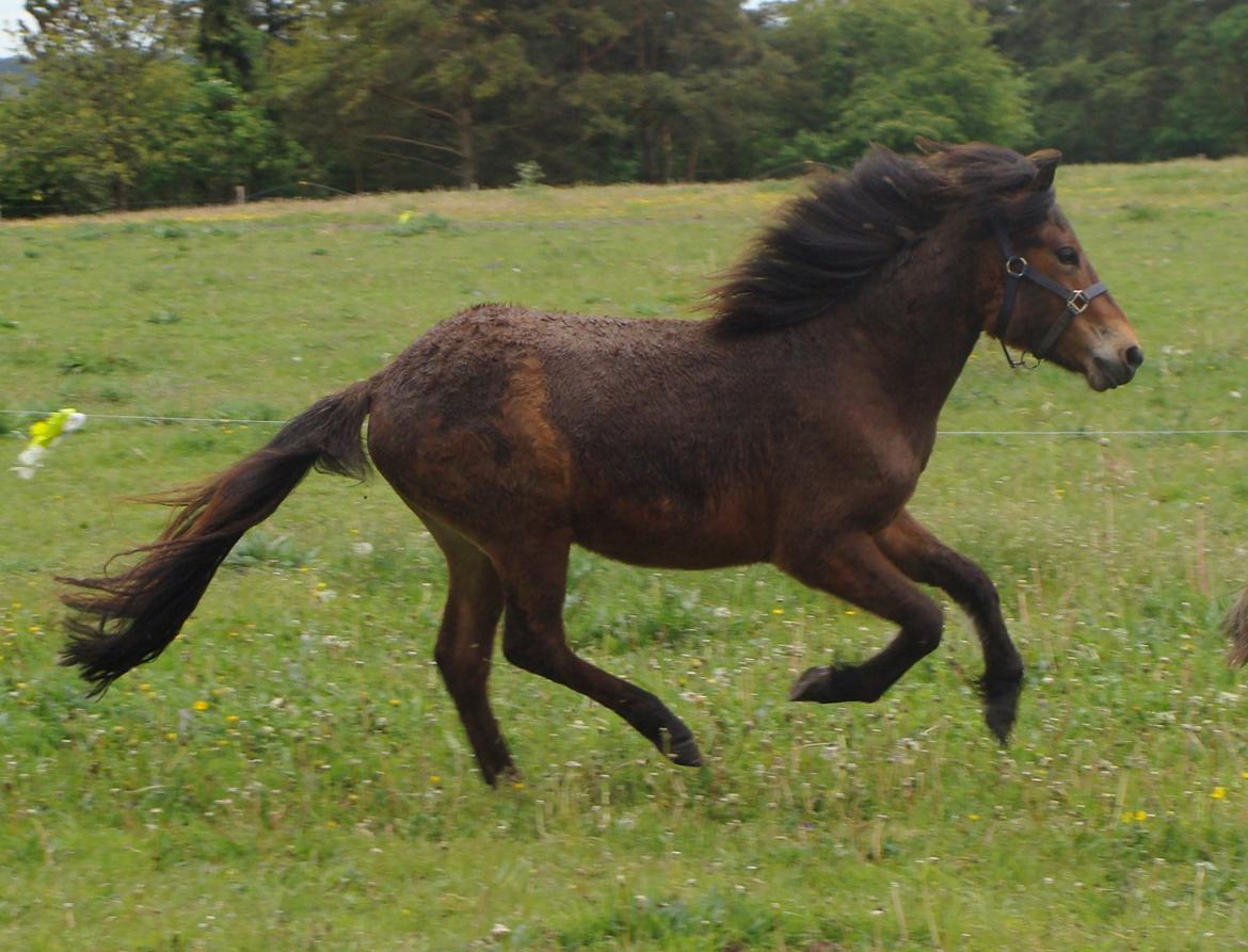 Islænder Djass fra Østervang - Hos ny ejer, 2 år gammel billede 11