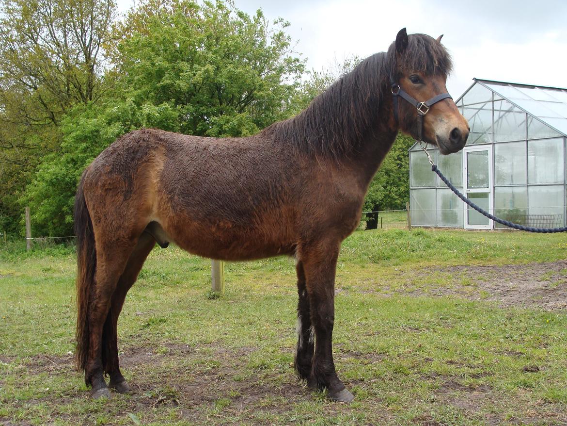 Islænder Djass fra Østervang - Hos ny ejer, 2 år gammel billede 6
