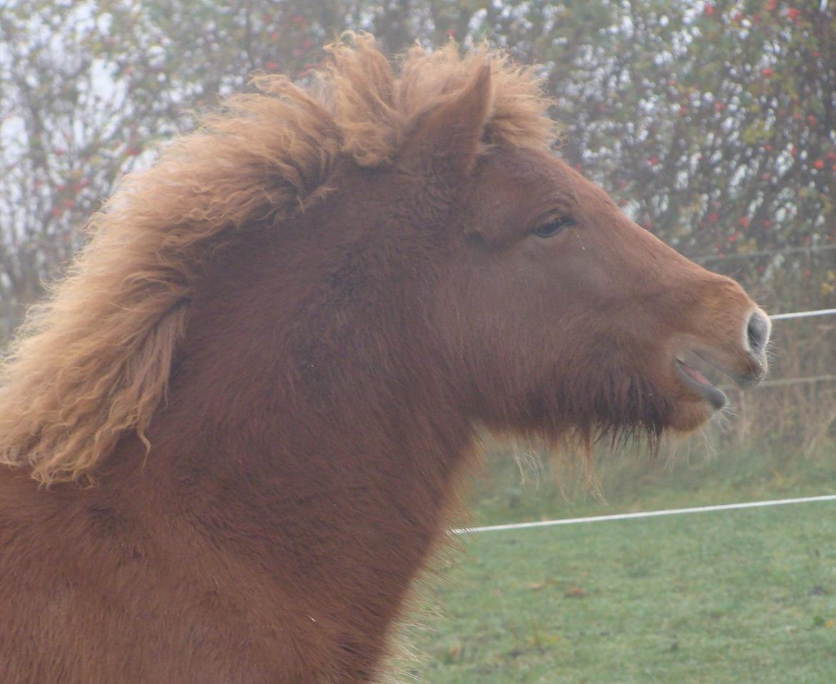 Islænder Litla Saga fra Østervang billede 11