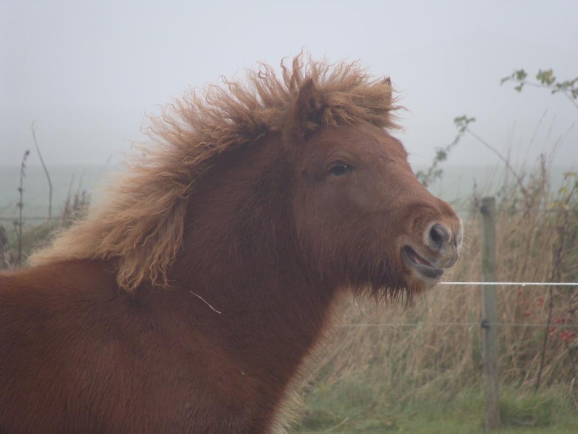Islænder Litla Saga fra Østervang billede 1
