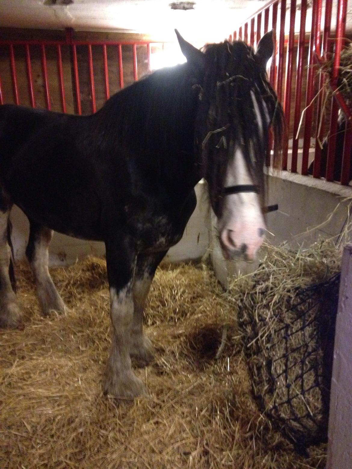 Clydesdale Lady Rose billede 1
