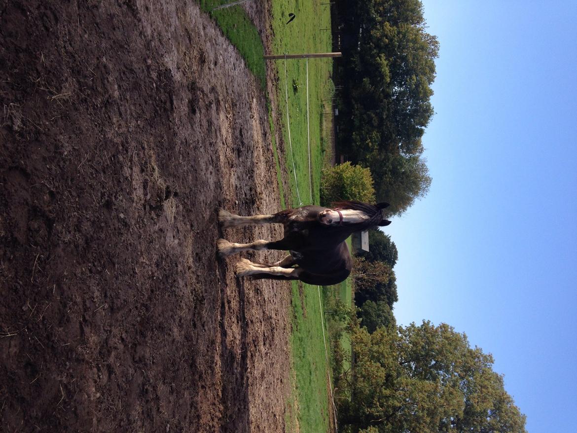 Clydesdale Lady Rose billede 5
