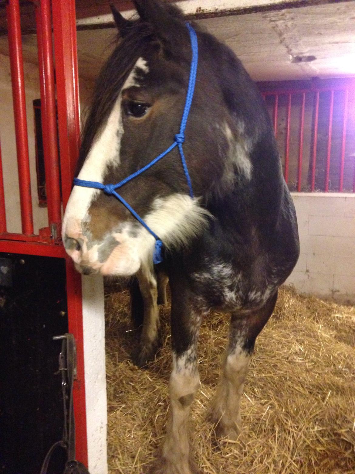 Clydesdale Lady Rose billede 3