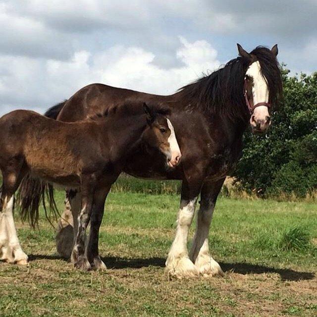 Clydesdale Lady Rose billede 4
