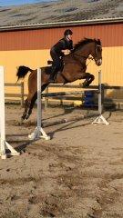 Dansk Varmblod Tirs camus billede 11