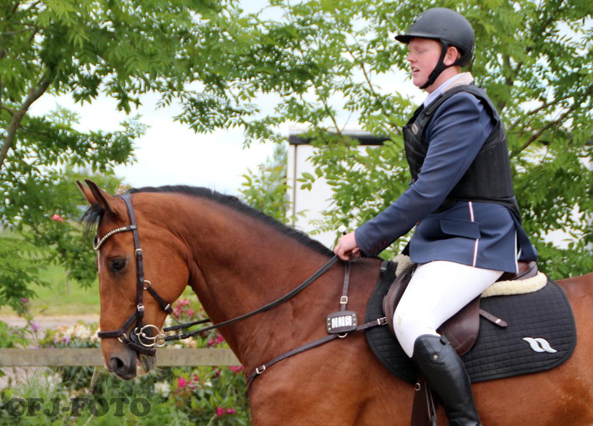 Dansk Varmblod Tirs camus billede 13