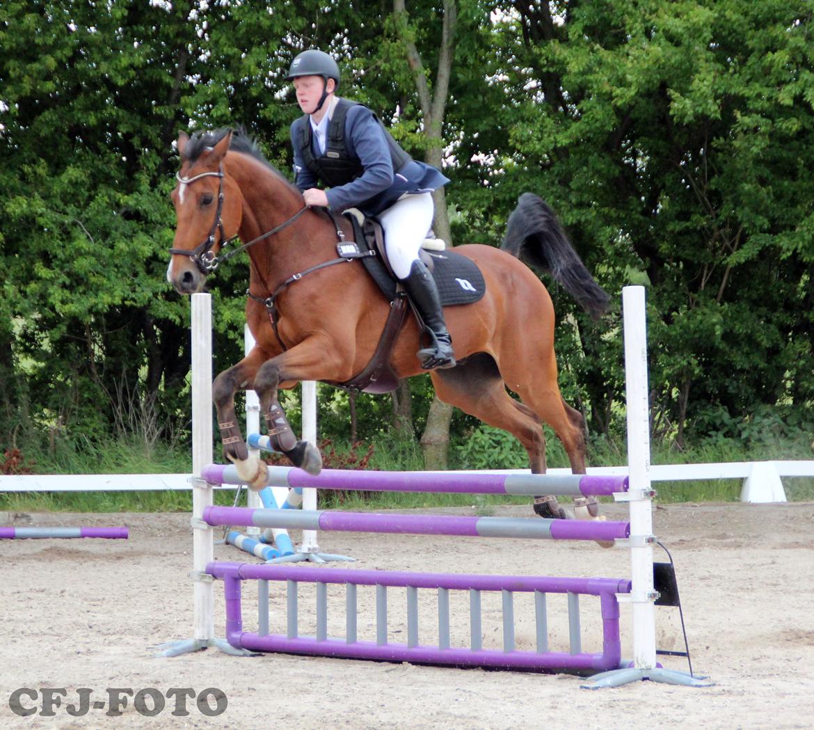 Dansk Varmblod Tirs camus billede 14