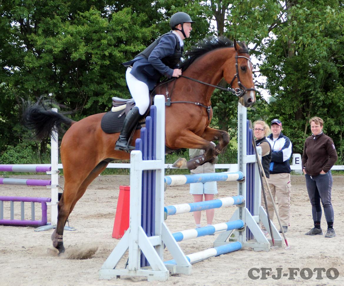 Dansk Varmblod Tirs camus billede 15