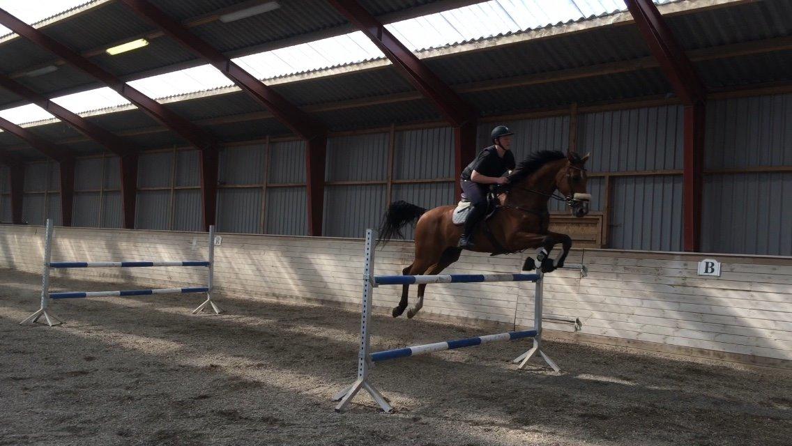 Dansk Varmblod Tirs camus - Camus over 125cm billede 16