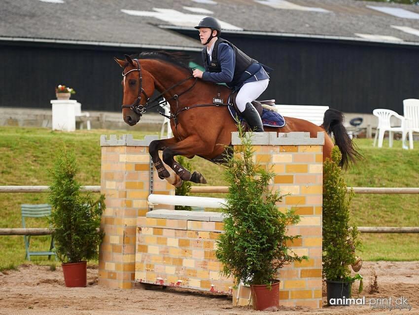 Dansk Varmblod Tirs camus - Camus kar open 2015  lb* billede 1