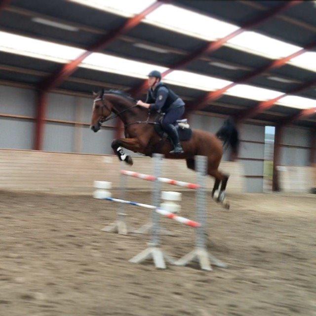 Dansk Varmblod Tirs camus - Camus over 135 cm billede 17