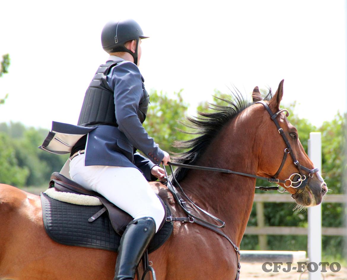 Dansk Varmblod Tirs camus billede 12