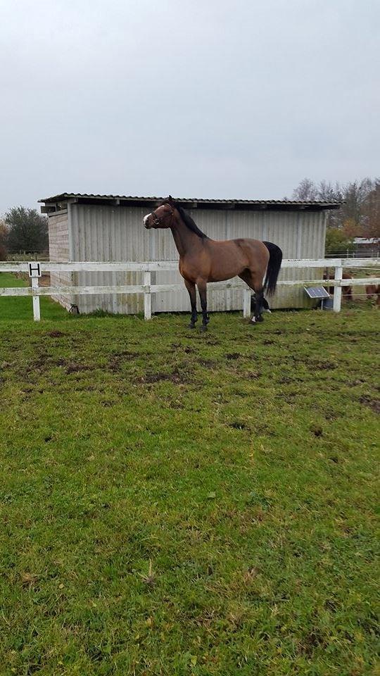 Dansk Varmblod Cocolou Comick - 2015 billede 9