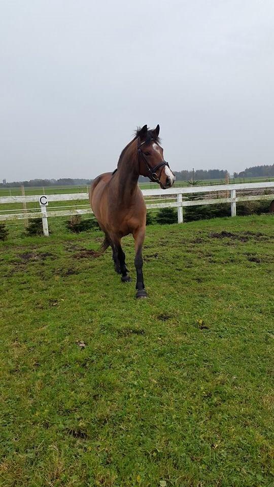 Dansk Varmblod Cocolou Comick - 2015 billede 13