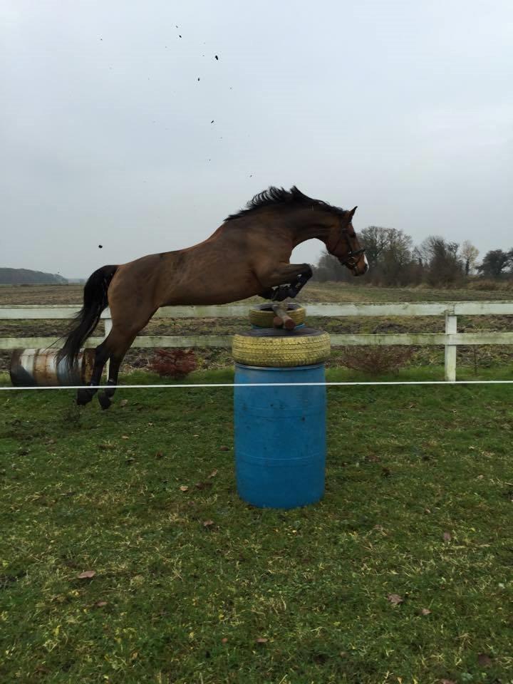 Dansk Varmblod Cocolou Comick - 2015 billede 10