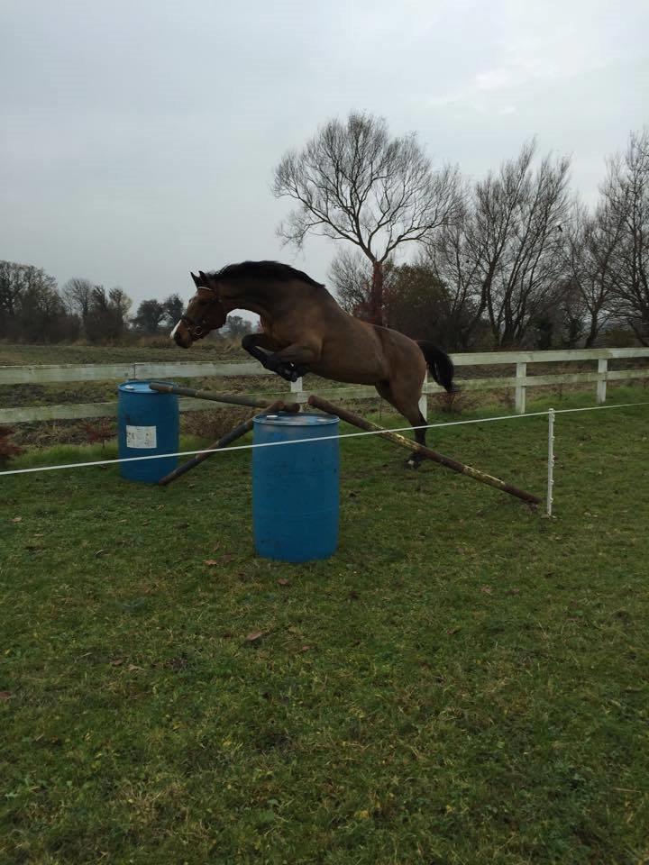 Dansk Varmblod Cocolou Comick - 2015 billede 14