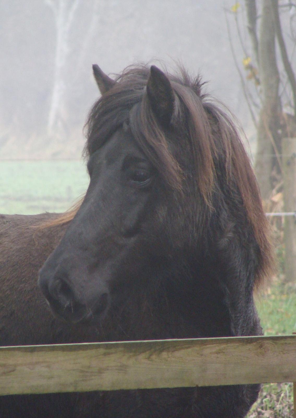 Islænder Fina fra Døesbæk billede 25