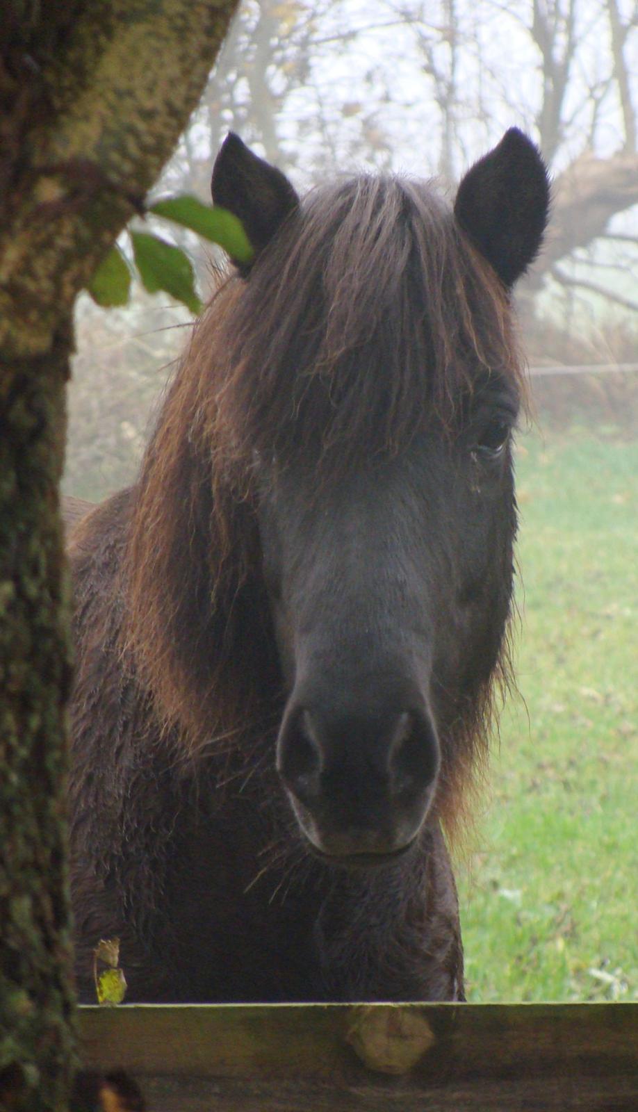 Islænder Fina fra Døesbæk billede 2