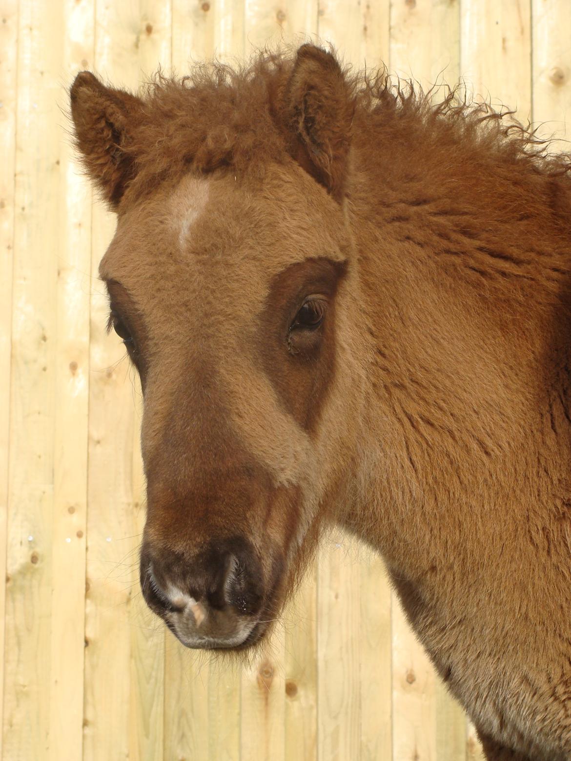 Islænder Gjöf fra Østervang billede 12