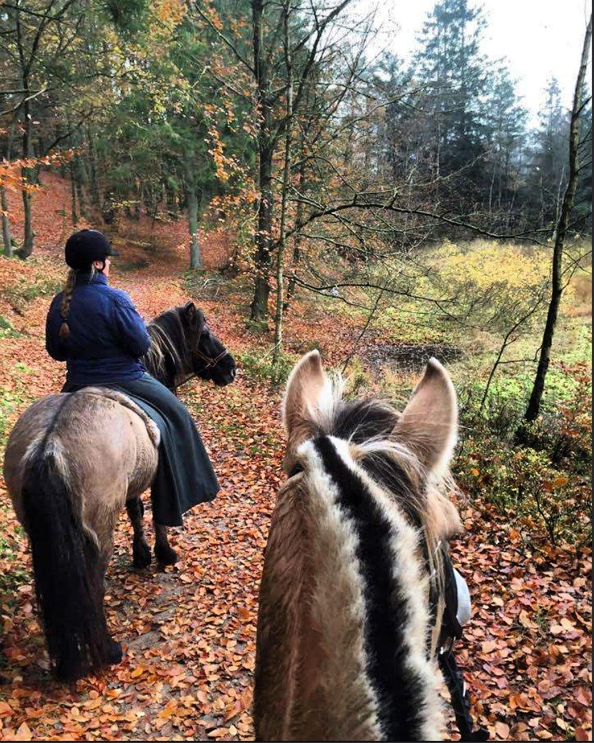 Islænder Sif frá Skarholt - Sømosen 5/11-15 billede 20