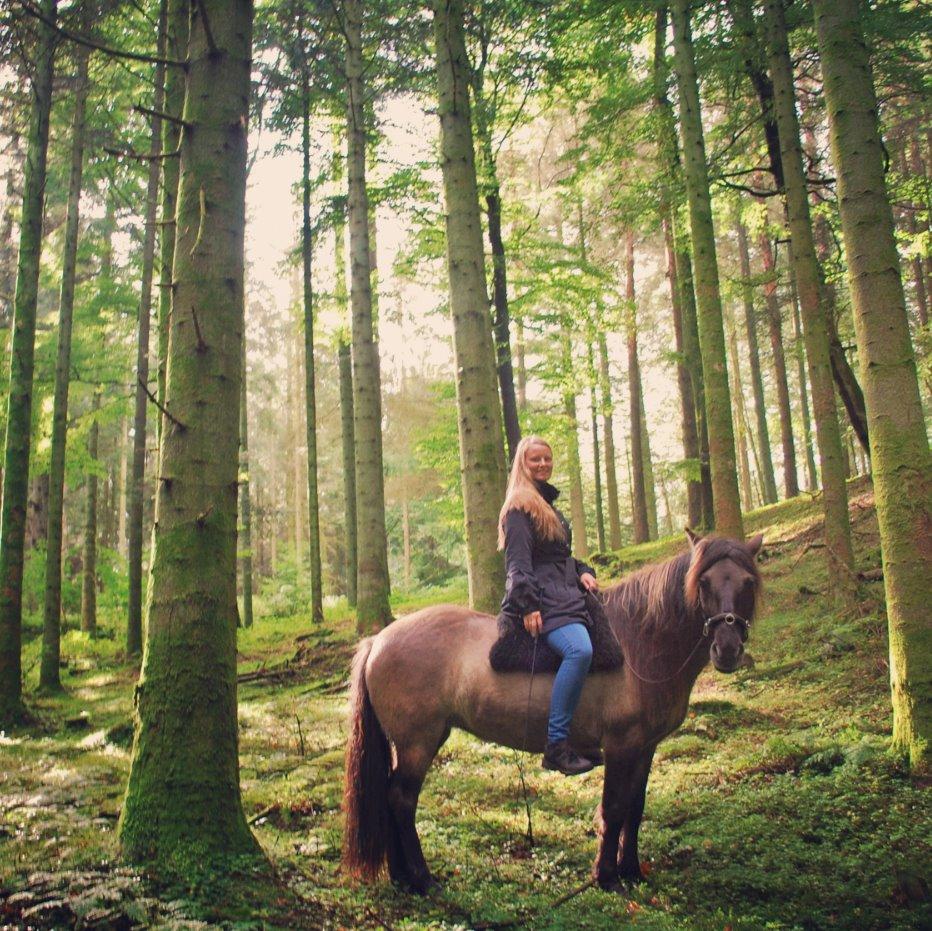 Islænder Sif frá Skarholt - Oktober 2015 billede 15