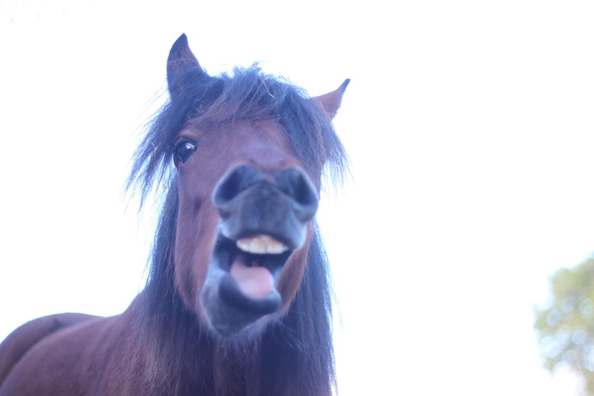 Welsh Mountain (sec A) Berthram - Charmetrold billede 4