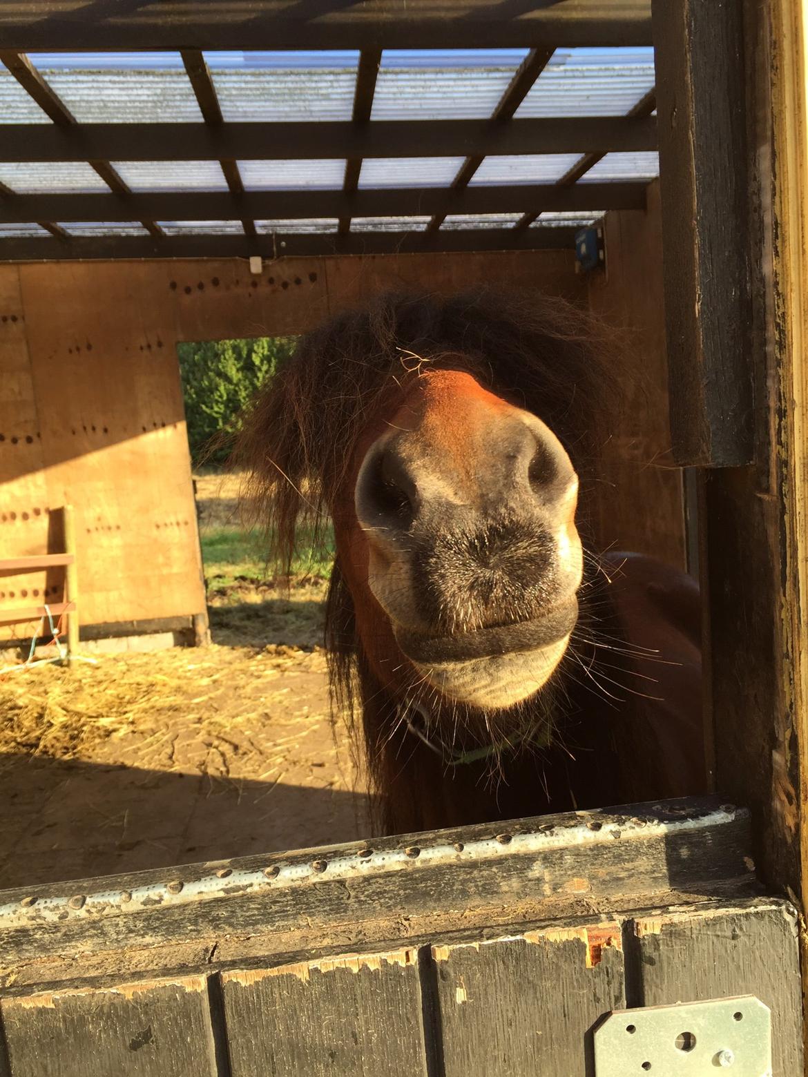 Welsh Mountain (sec A) Berthram billede 5