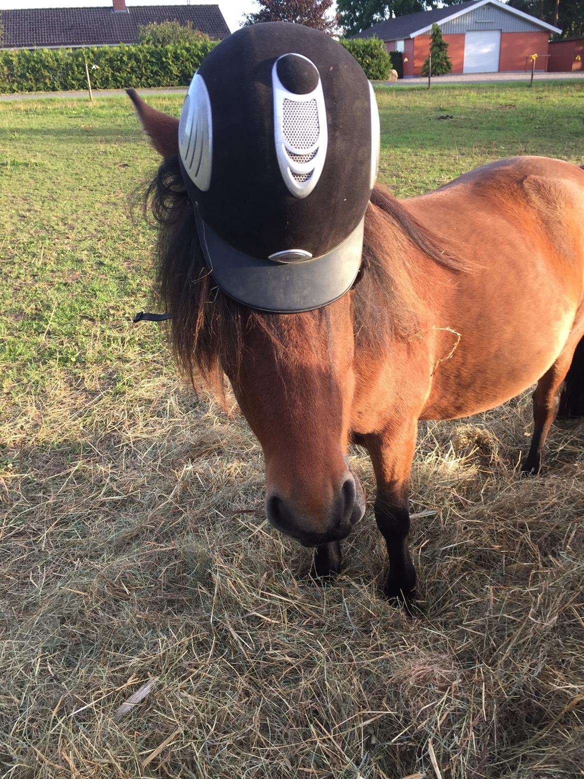 Welsh Mountain (sec A) Berthram billede 6