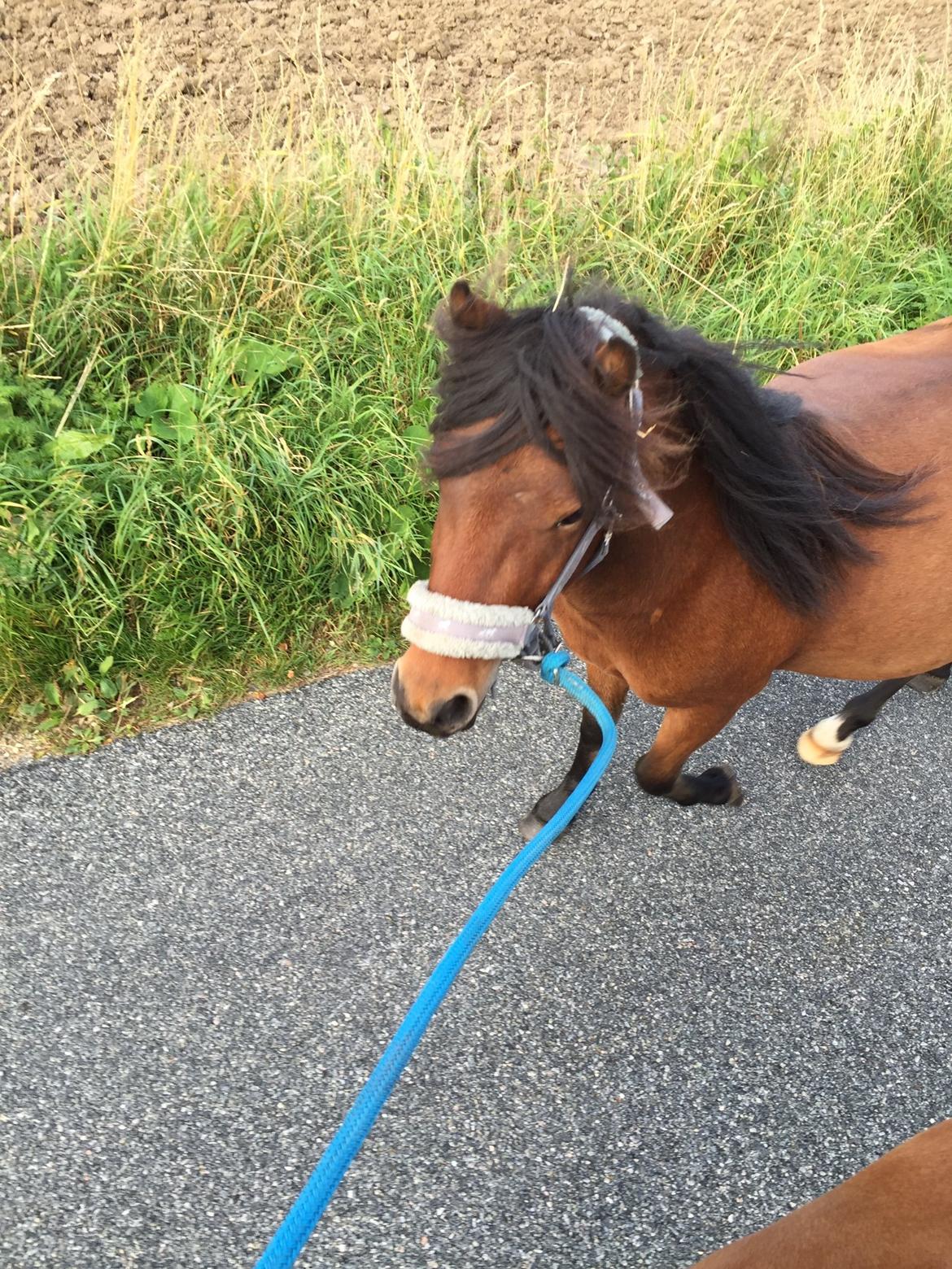 Welsh Mountain (sec A) Berthram - med på tur som håndhest billede 7