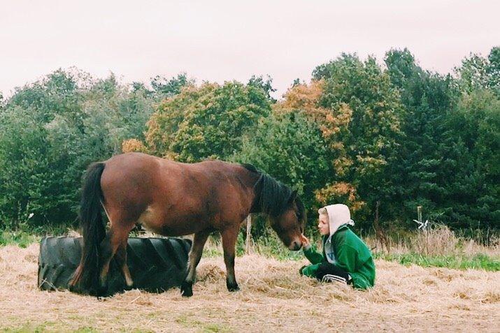 Welsh Mountain (sec A) Berthram - han er nu skøn billede 9