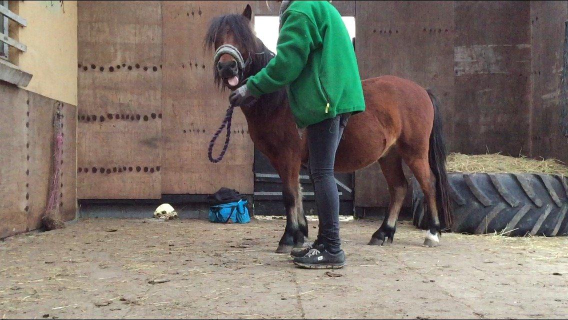 Welsh Mountain (sec A) Berthram billede 10