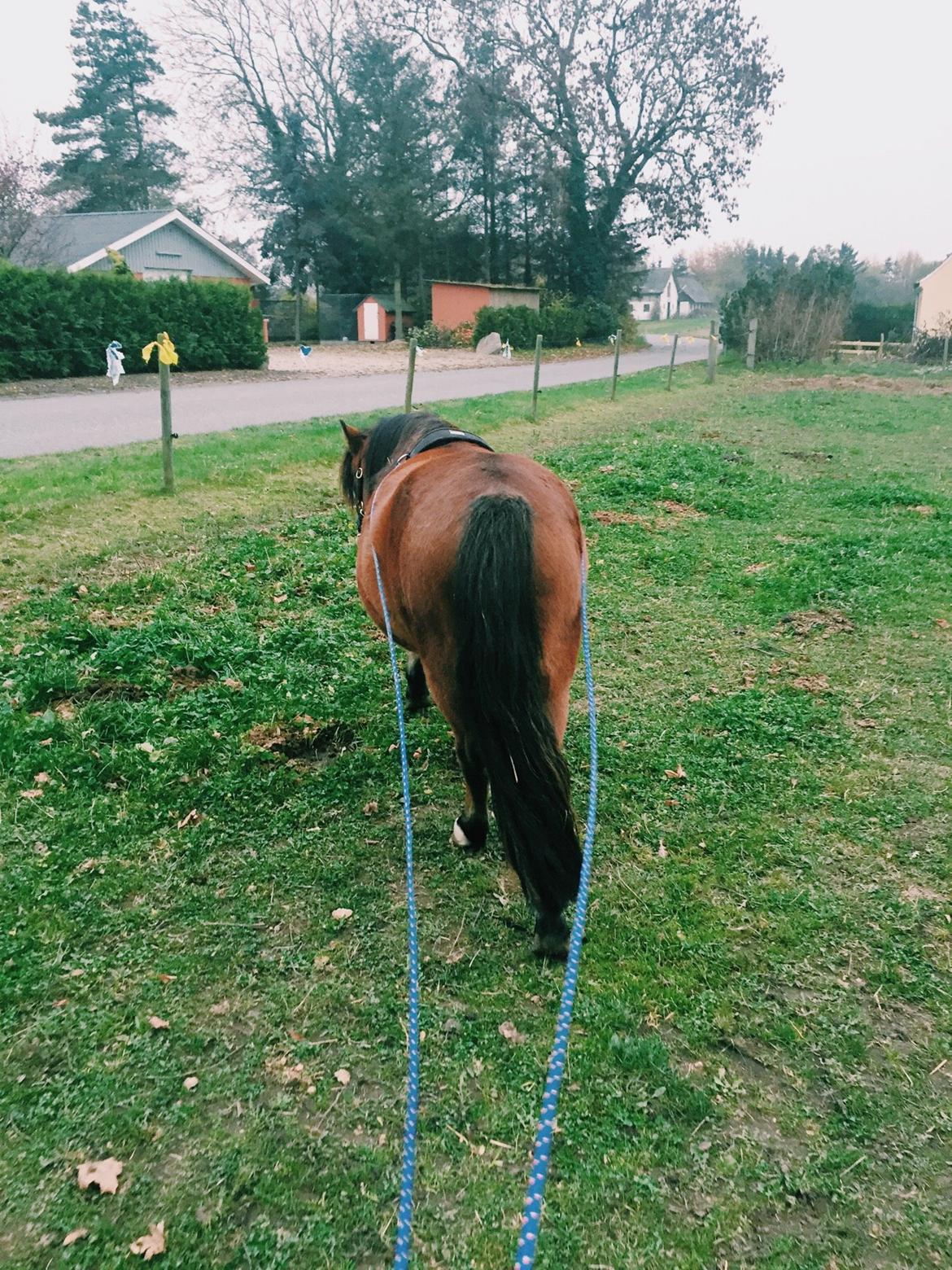 Welsh Mountain (sec A) Berthram billede 11