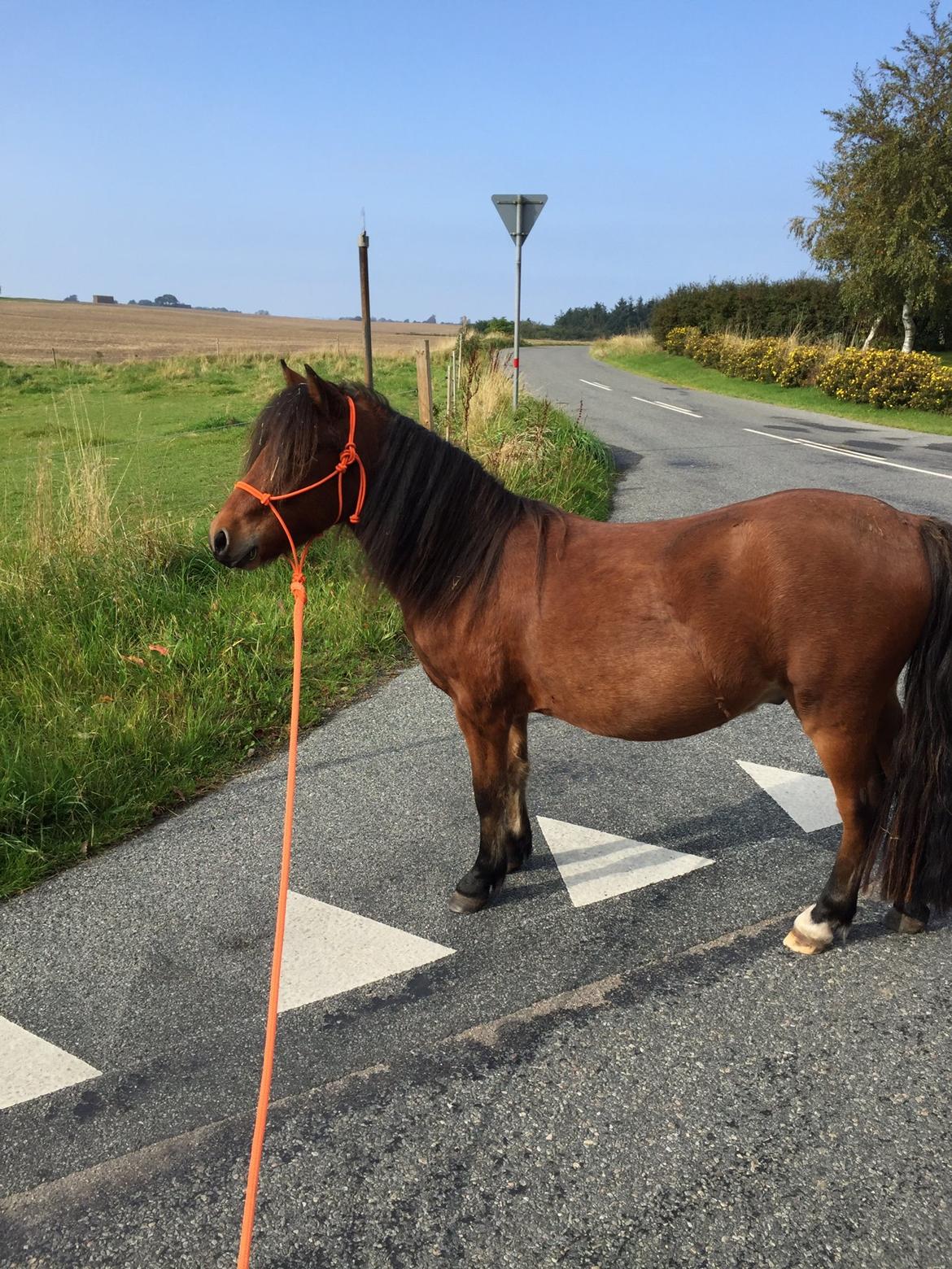 Welsh Mountain (sec A) Berthram billede 8