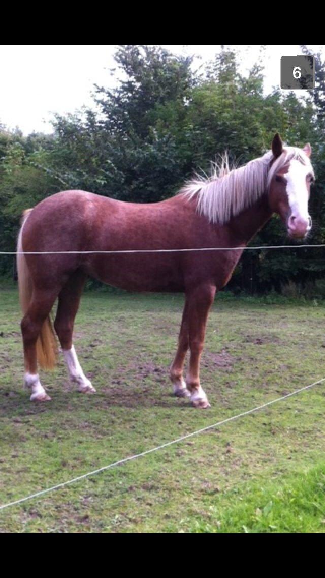 Anden særlig race Di Amanda billede 10