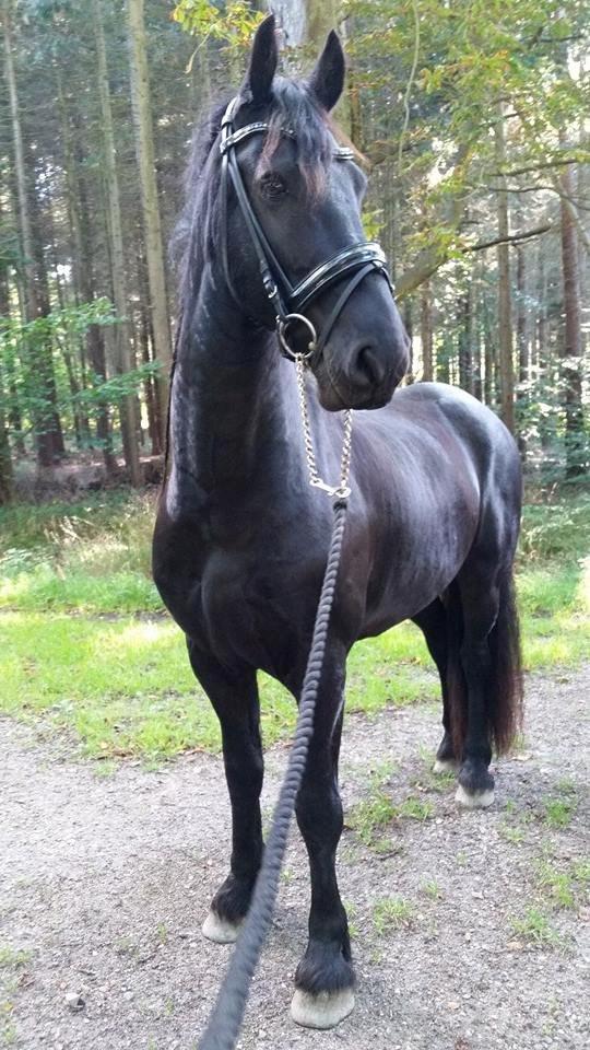 Frieser Gandalf af Dandanell billede 35