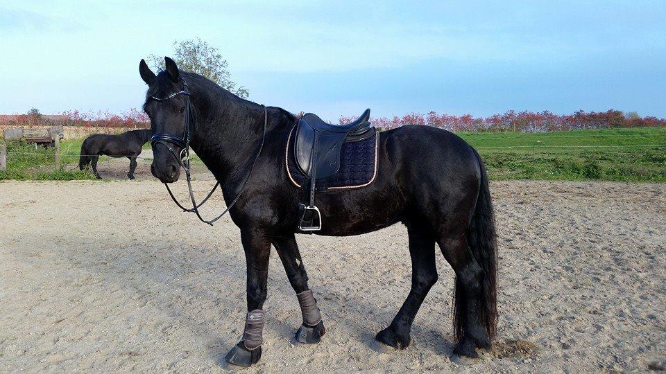 Frieser Gandalf af Dandanell billede 36