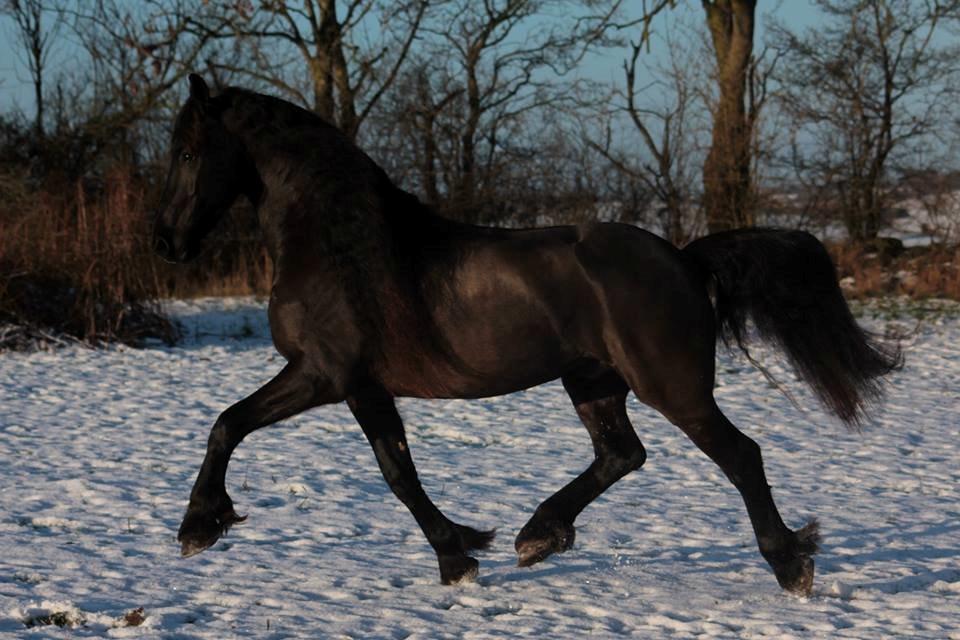 Frieser Ate fan'e Sânmar billede 14