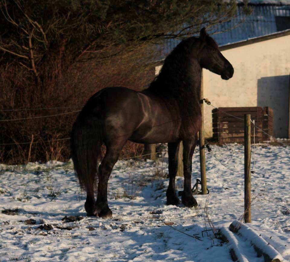 Frieser Ate fan'e Sânmar billede 16
