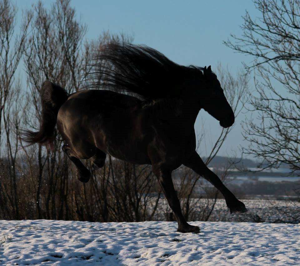 Frieser Ate fan'e Sânmar billede 17