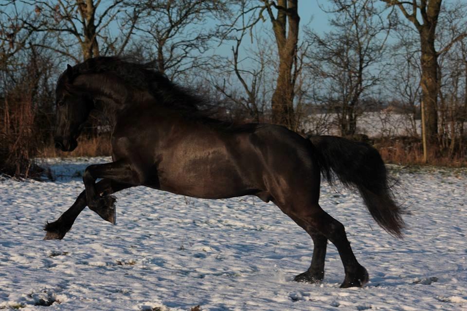 Frieser Ate fan'e Sânmar billede 6