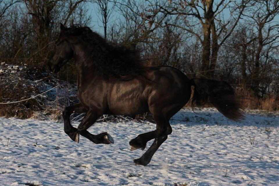 Frieser Ate fan'e Sânmar billede 18