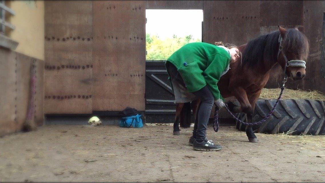 Welsh Mountain (sec A) Berthram - løfter ben uden at bide mig i ansigtet! jeg er stolt billede 12