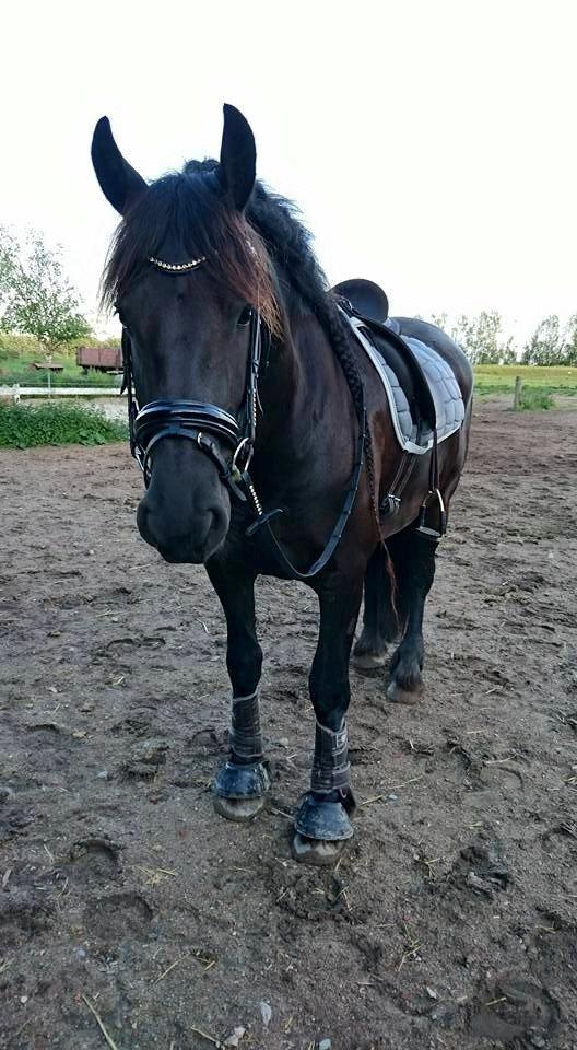 Frieser Ate fan'e Sânmar billede 20