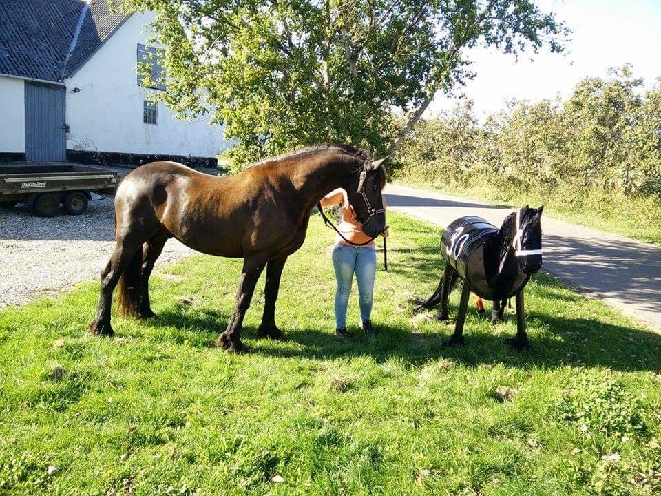 Frieser Ate fan'e Sânmar billede 12