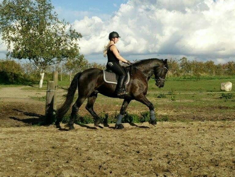 Frieser Ate fan'e Sânmar billede 11