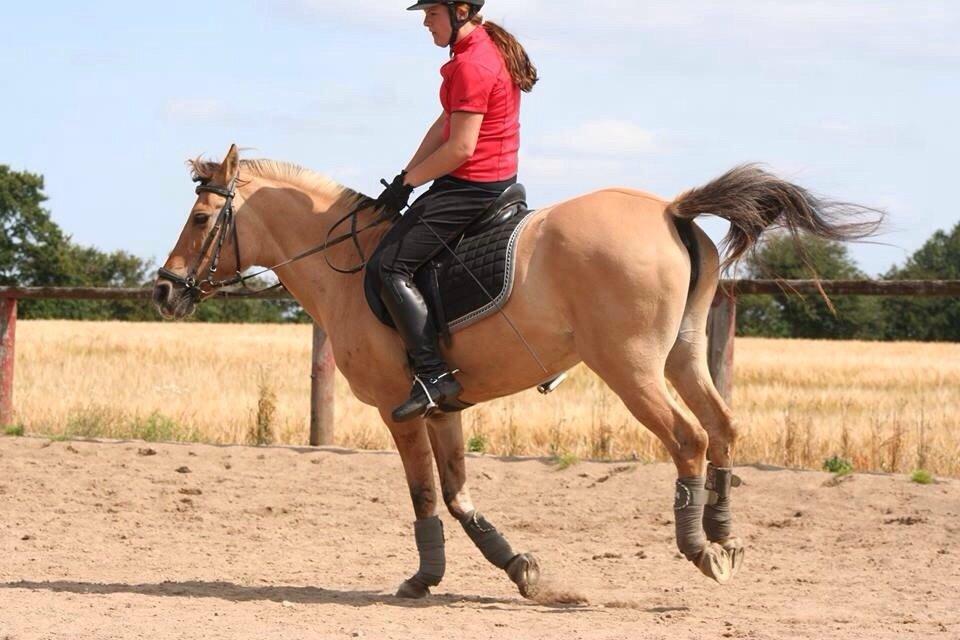 Anden særlig race Sally billede 18