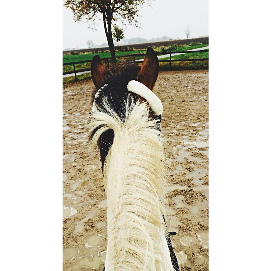 Pinto Rosenlyst's Queen Of Hearts billede 4